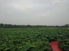 -嘉北郊野公园