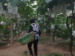 -马陆小张葡萄园农家乐