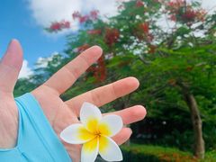 -亚龙湾热带天堂森林公园
