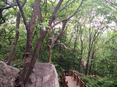 -大岭沟猕猴桃谷风景区