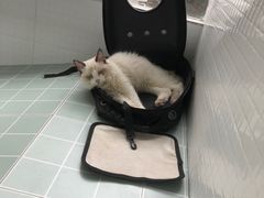 -BABYDOG宝贝狗宠物乐园(欧洲城店)