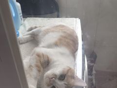 -乖乖宠物医院·猫科·骨科·24小时(云岗分院)