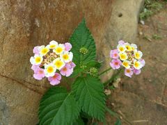 -松山湖梦幻百花洲