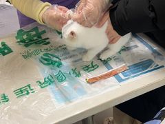 -瑞派宠物医院·24h·骨外科·皮肤科·全科宠物医疗转诊中心(沈阳浑南院)