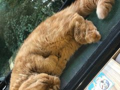 -猫和宫(六道口店)