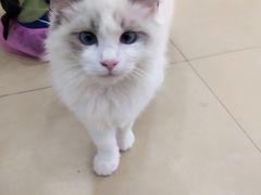 -喵宠乐园·撸猫互动·猫舍