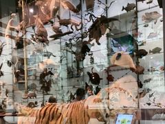 -美国自然历史博物馆