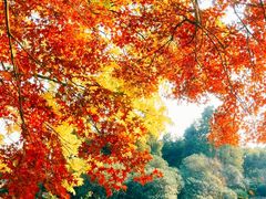 -上海共青森林公园