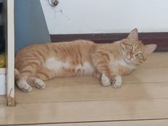 -奥体中心游泳馆