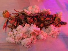 -Dampa Seafood Grill - Dubai