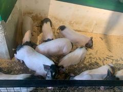 -昆明大悦城未来动物城(螺蛳湾中心店)
