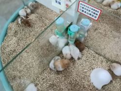 -神奇动物撸宠馆·羊驼·小浣熊·异宠(豫园店)
