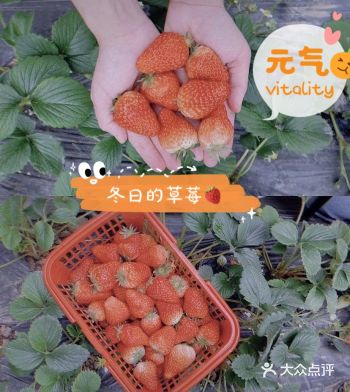 草莓味的冬天“莓有烦恼”