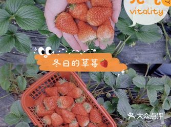 草莓味的冬天“莓有烦恼”