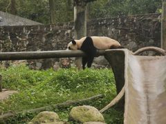 -都江堰中华大熊猫苑