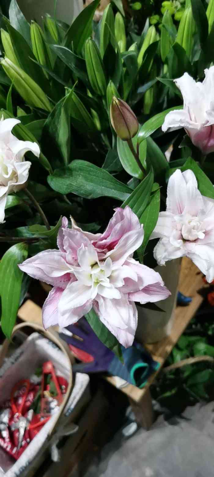 花玛奇朵-"老公给我订的花 真的是好惊喜 店主姐姐还.