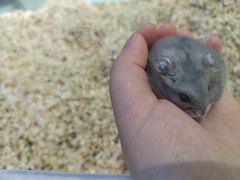 -怪兽屋·羊驼·猫咖·狗咖(俊华广场店)