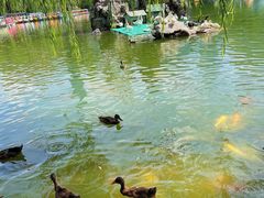 -团结湖公园