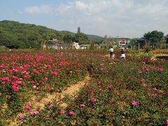 -龙寺生态园