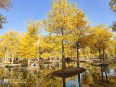-金塔沙漠胡杨林景区