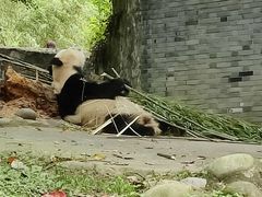 -都江堰中华大熊猫苑