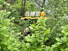 -成都大熊猫繁育研究基地