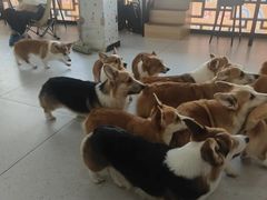 -南京宠物基地·宠物狗宠物猫售卖(南京店)