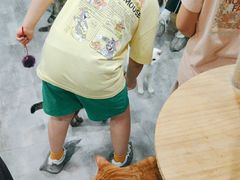 -楼上猫咖(罗湖店)