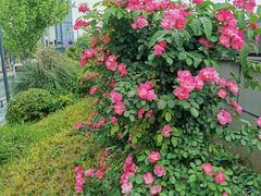 -武汉关码头(轮渡站)