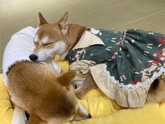 -逗柴咖啡屋·狗咖猫咖宠物桌游