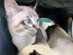 -小叮当动物医院·骨科·眼科