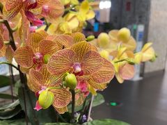 -豆豆花艺(新光天地店)