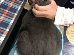 -伟伟宠物医院·CT影像中心·瑞派犬猫综合性门诊(汉口总院)