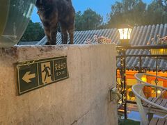 -Sirena海妖日咖夜酒