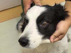 -瑞鹏宠物医院·宠保定点·心脏科·内科(御桥分院)