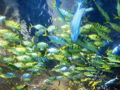 -太平洋海底世界