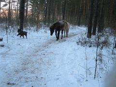 -北极村旅游风景区