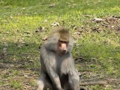-哈尔滨北方森林动物园