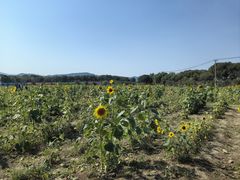 -苏州太湖西山岛开心农场