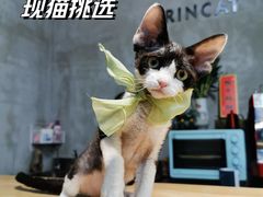 -70cat德文卷毛猫·缅因猫纯种猫舍