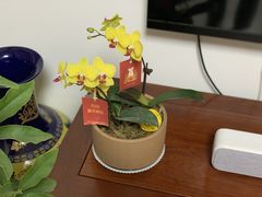 -Native Flower 莱提花艺(南海新天地广场店)