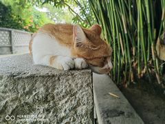 -龙华寺