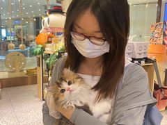 -momokira米努特·德文卷毛猫·棉花面纱犬