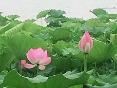 -莲花池公园