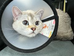 -纳吉亚猫专科动物诊疗中心(蒋宅口分院)