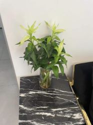 -熙朵美学植发·连锁品牌