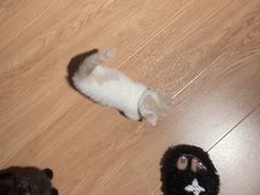 -欣宠猫屋·矮脚拿破仑·蓝金金渐层