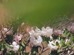 -牛背梁国家森林公园