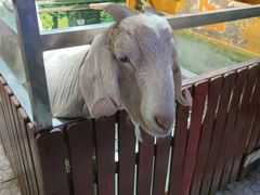 -上海大自然野生昆虫馆(东方明珠·爬宠昆虫探索中心)