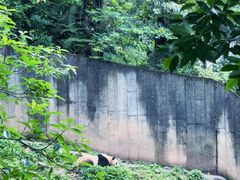 -中国大熊猫保护研究中心雅安碧峰峡基地
